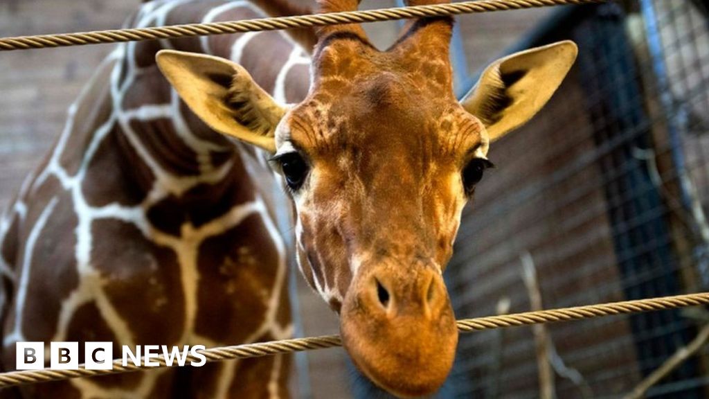 Giraffes return to Edinburgh Zoo after 15 years BBC News