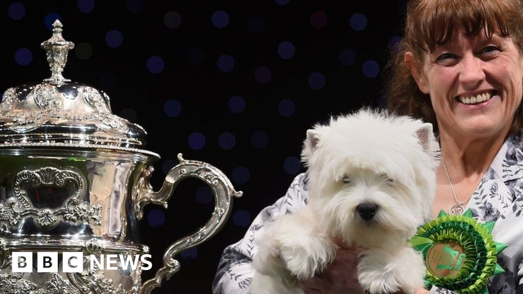 Crufts West Highland Terrier wins top prize BBC News