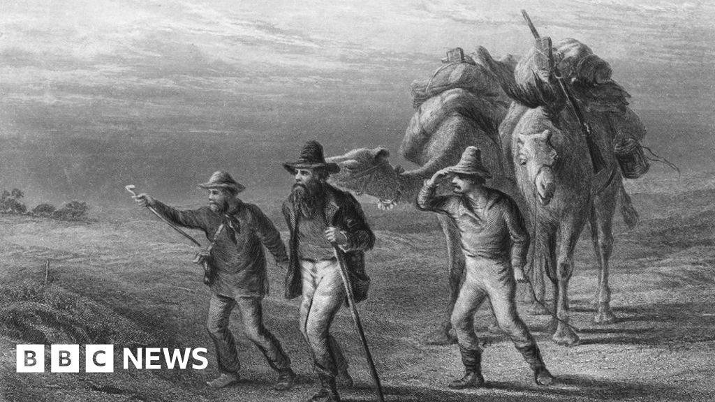 How do people learn to cook a poisonous plant safely?