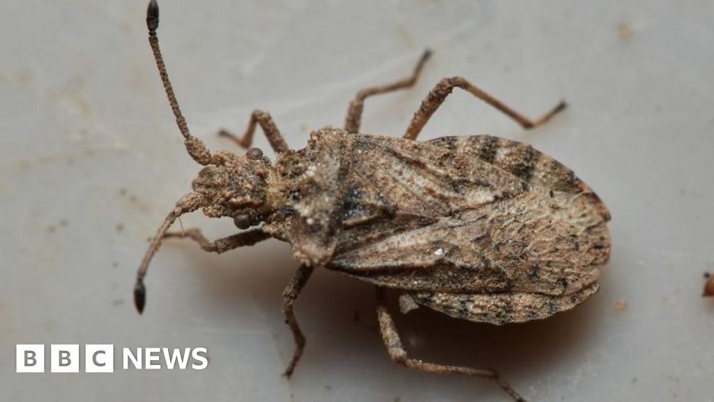Volunteers record new insect species at Bridgnorth nature reserve - BBC ...