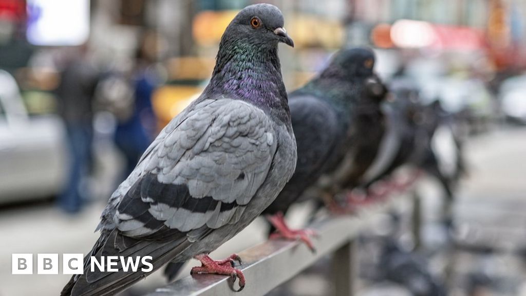 is pigeon poop bad for dogs