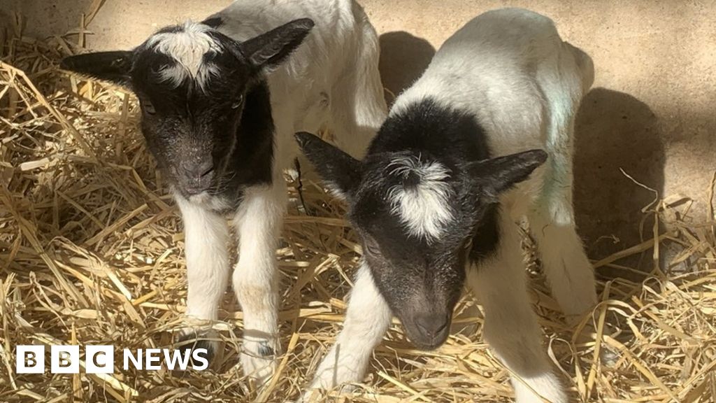 First goats born in North Norfolk council breeding scheme - BBC News