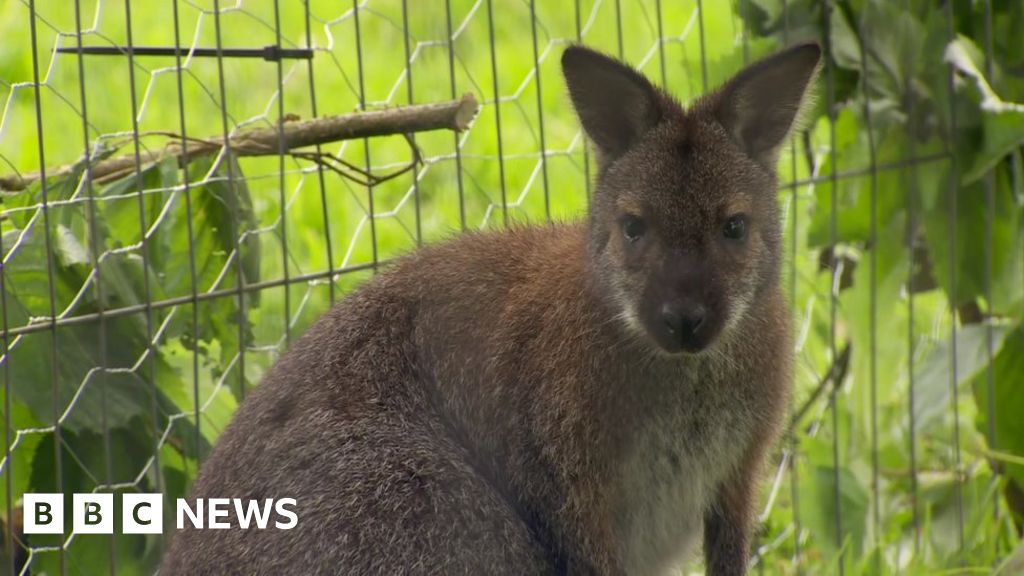 Missing wallaby Winnie found after great escape in County Tyrone