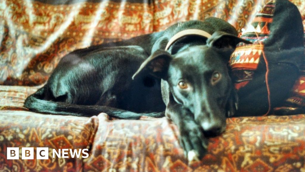 Greyhound Rescue Wales Charity says hunting dogs being