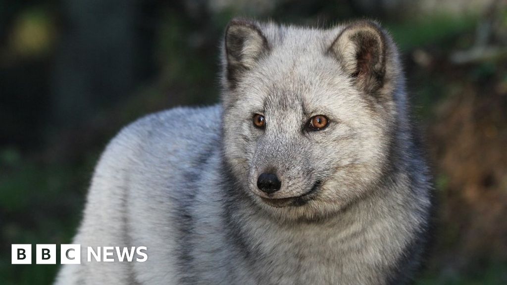 Coronavirus Zoo fears for future over £30k GoFundMe delay