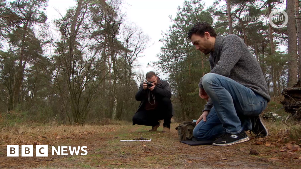 Wolves move into Dutch national park