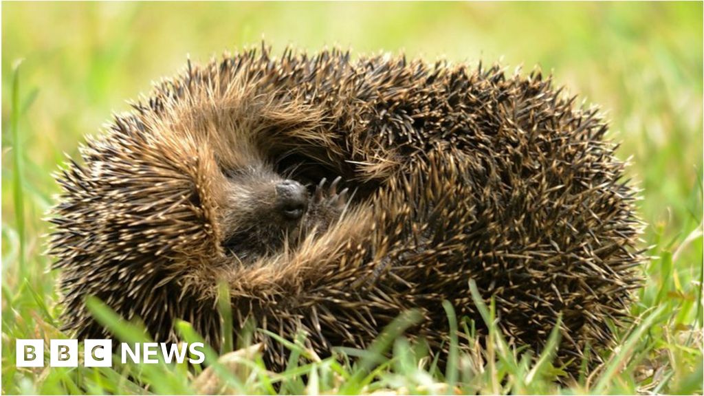 How To Encourage Hedgehogs Into Your Garden Bbc News
