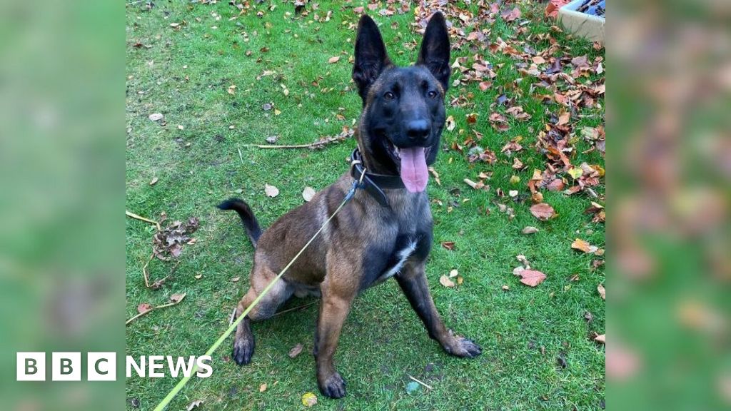 Police Dog Buzz