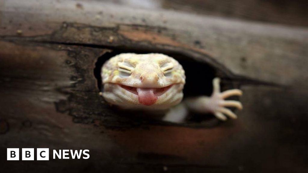The photographer who captures the expressions of tiny animals