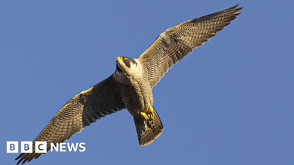 Norwich Cathedral welcomes new falcon after recent loss