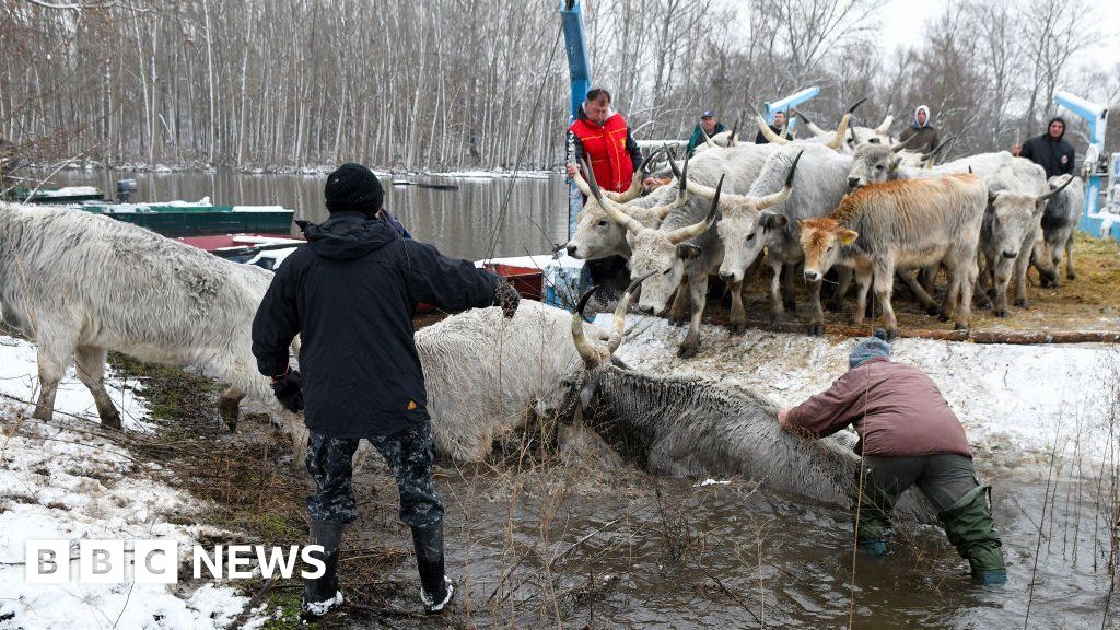 Сръбско спасяване на добитък, хванат в капан на остров в Дунав
