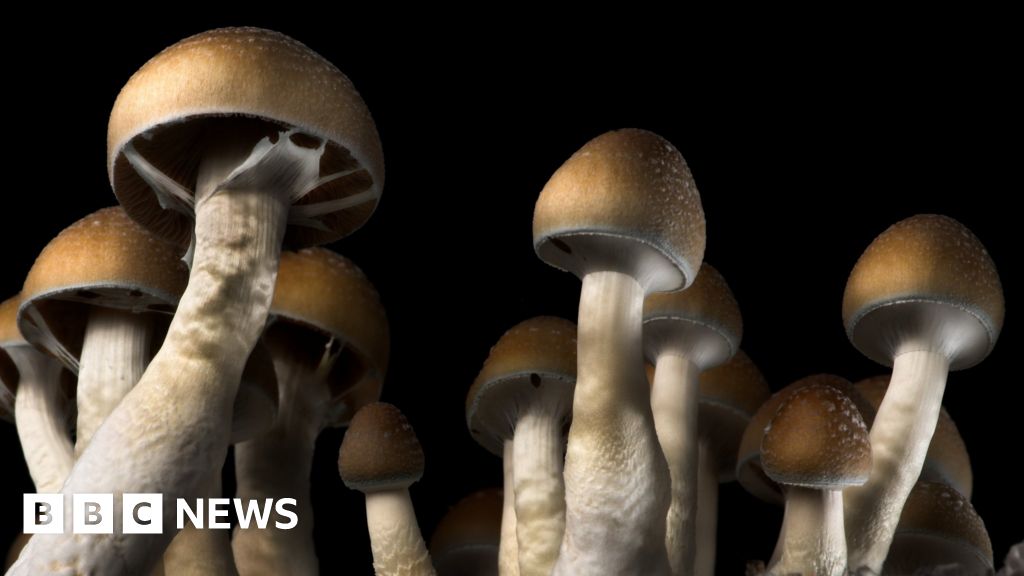 Magic mushrooms help people with depression process emotions •