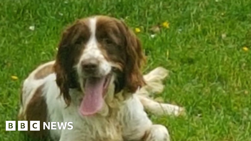 Newport spaniel owner 'dumbfounded' by thefts