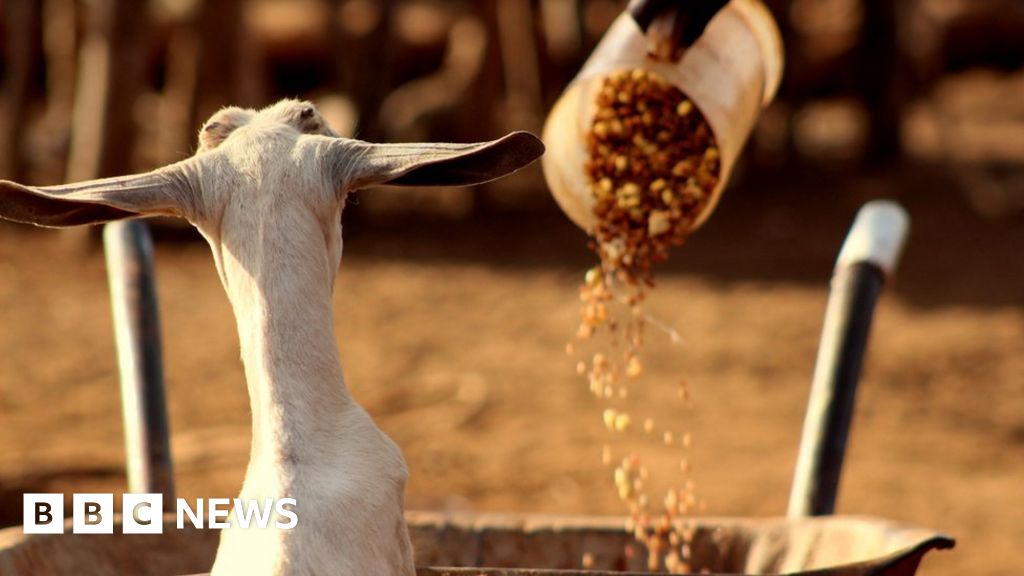 In pictures Kenyans share their dinner to save livestock BBC News