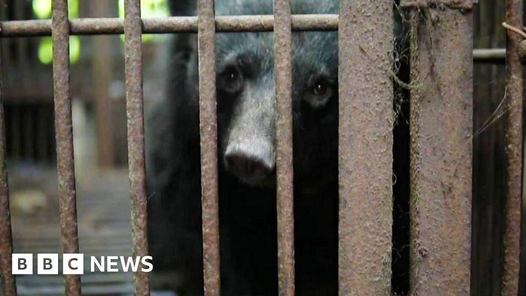 Moon bears: Korean campaigners call for farm closures