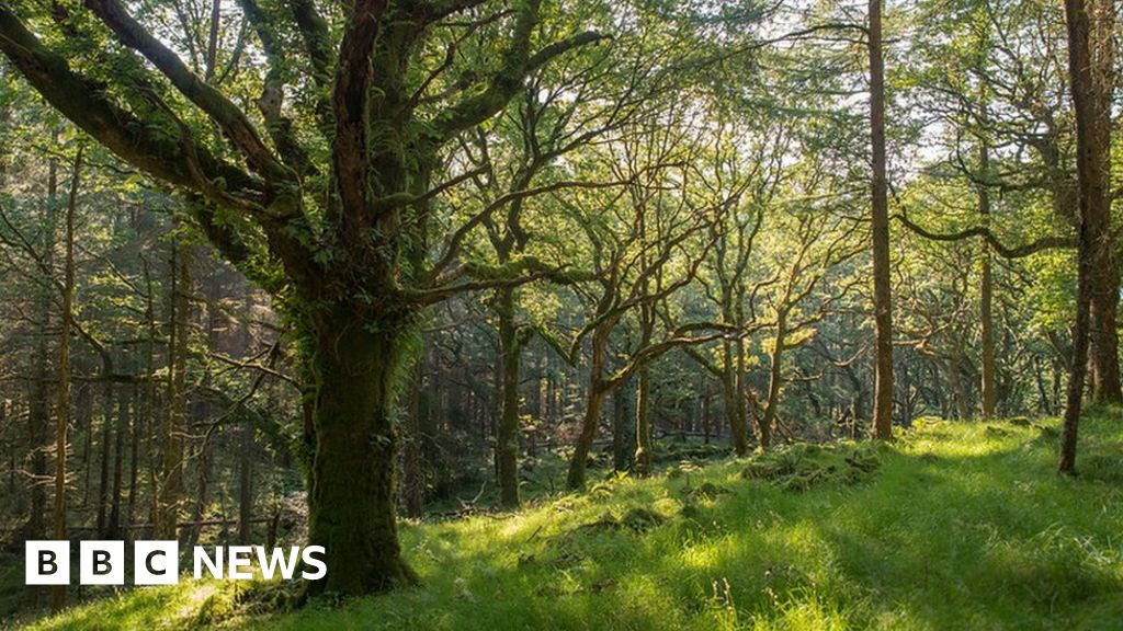 UK woodlands 'at crisis point' amid wildlife decline