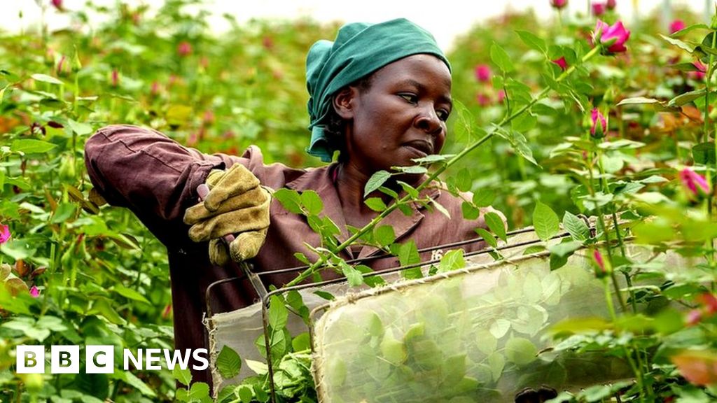 How flowers are ‘put to sleep’ for long sea voyages