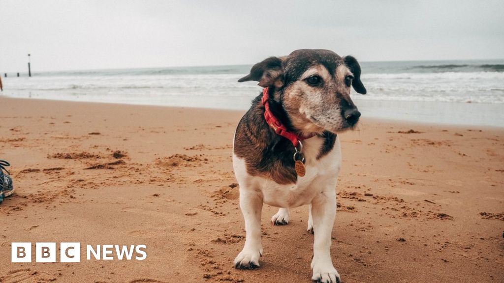 new-rules-for-dogs-on-some-dorset-beaches-come-into-force