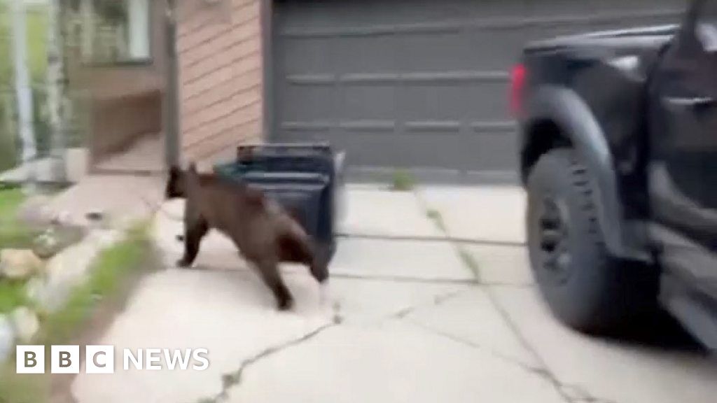 Colorado wildlife officer frees bear from inside a car