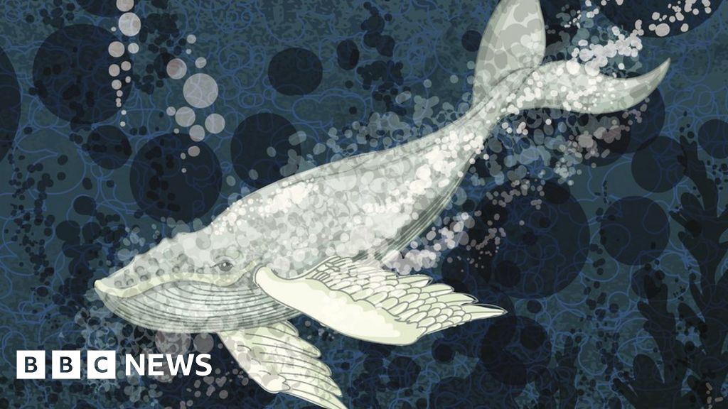 Blue Whale: What is the truth behind an online 'suicide challenge'? - BBC  News