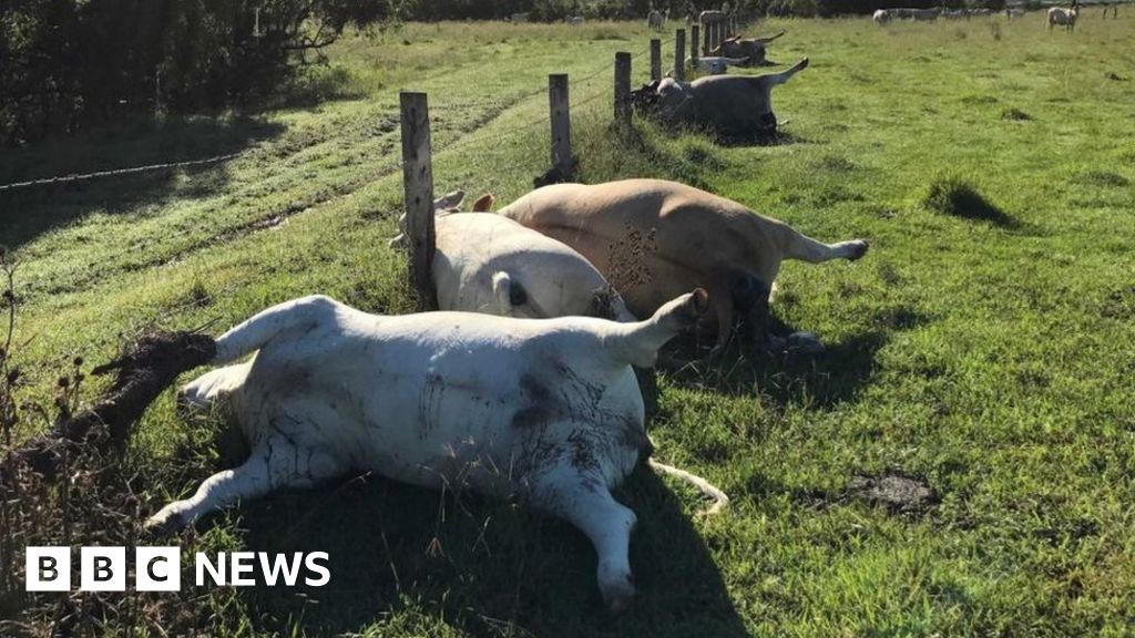 Row Of Cows In Australia Killed By Lightning Strike Bbc News