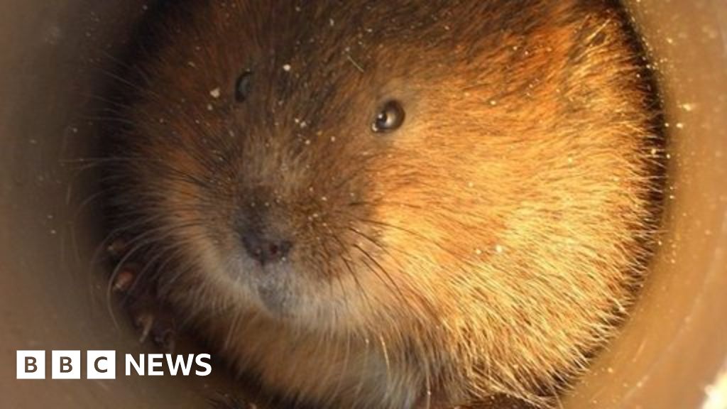 Water Voles Released At Soberton On River Meon Bbc News 