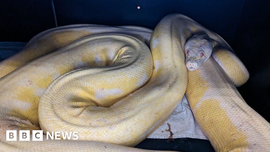 Giant python reunited with owner after months roaming Austin - BBC News