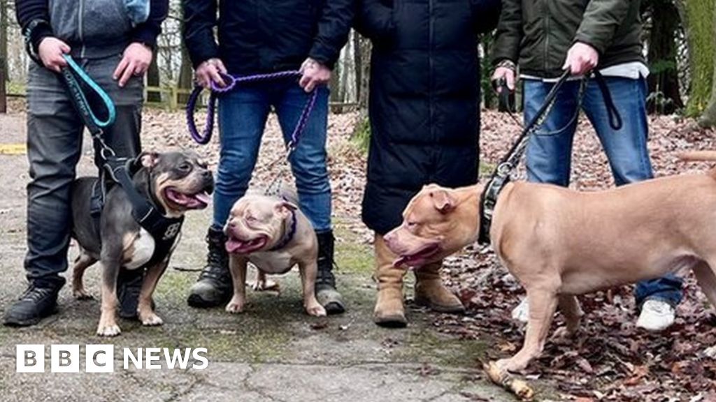 Why is the UK banning American XL Bully dogs? - BBC News