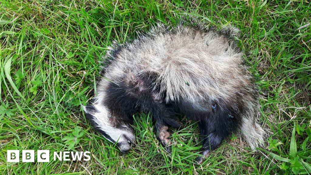 Two badgers killed in Motherwell dog attacks BBC News