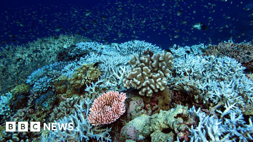 Rowley Shoals: The bleached Australian reef and a Covid challenge