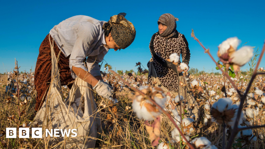 Uzbek region promises TVs for top cotton pickers BBC News