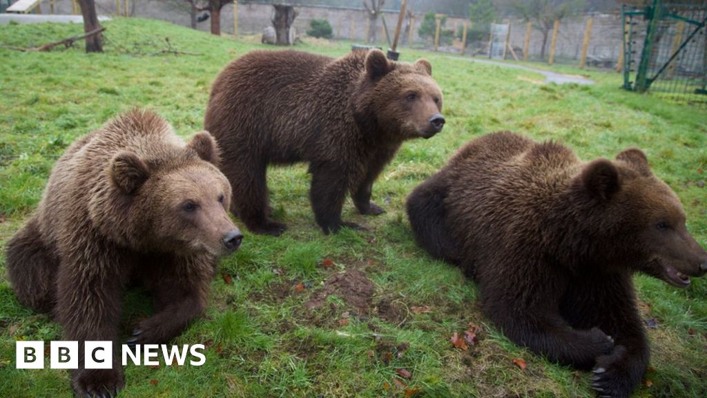 Bears - BBC News