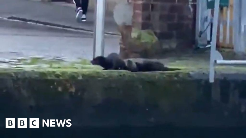 Otters Spotted In Edinburgh City Centre Bbc News