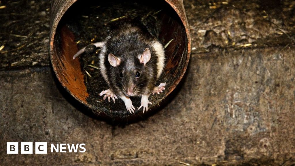 Keeping rats out of kitchens and bedbugs out of hotels