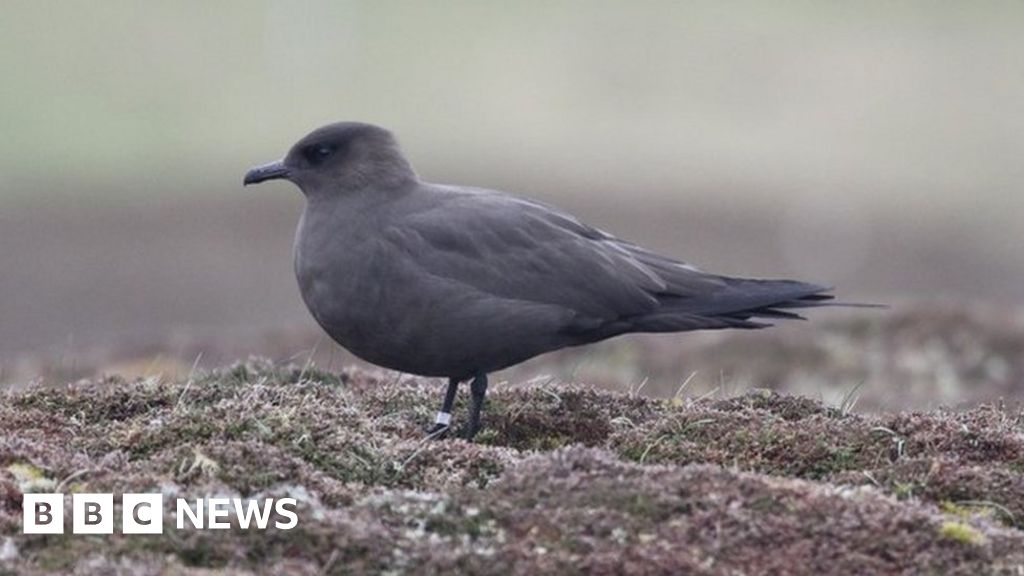 Breeding seabird numbers in Scotland almost halved since 1980s