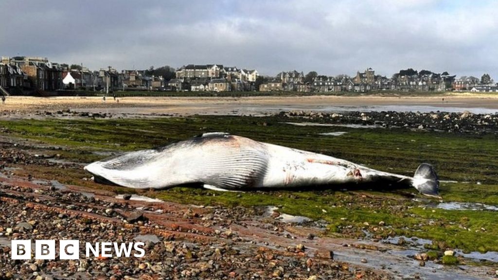 How do you dispose of a giant whale from a beach?