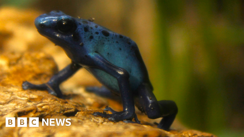 Poison dart frogs at Jersey Zoo
