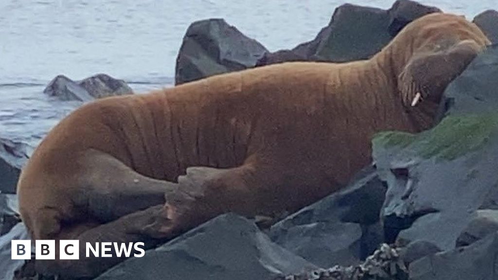 Arctic walrus spotted on Northumberland beach