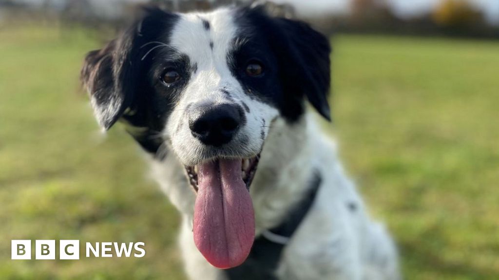 Dogs trust salisbury sales dogs for rehoming