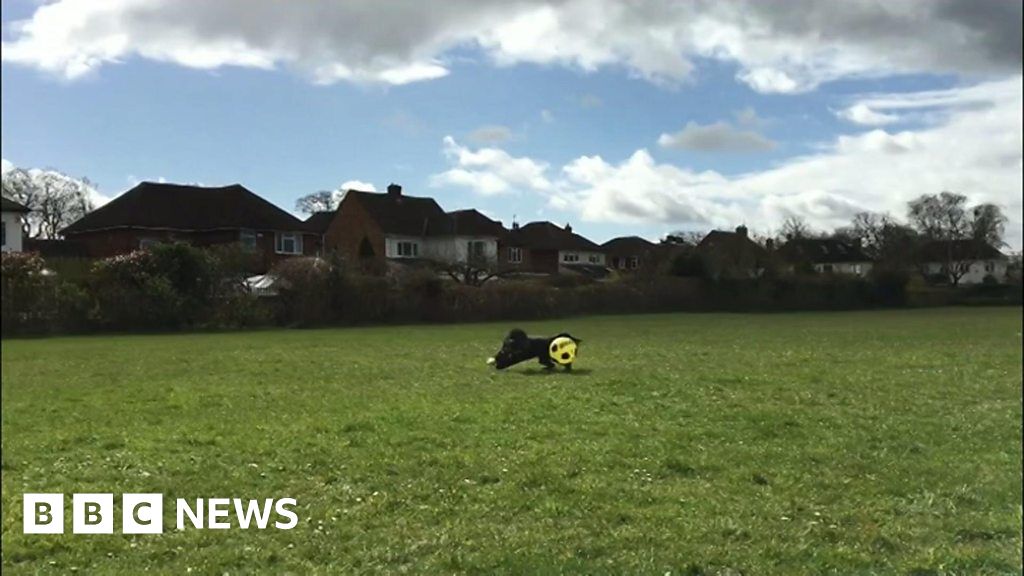 'Ronaldog' attracts attention from Cheltenham Town boss - BBC News