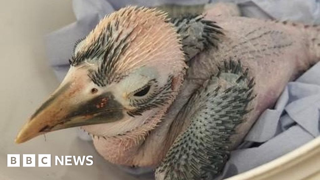 Bristol Zoo Project: Threatened Birds Successfully Hatch - BBC News