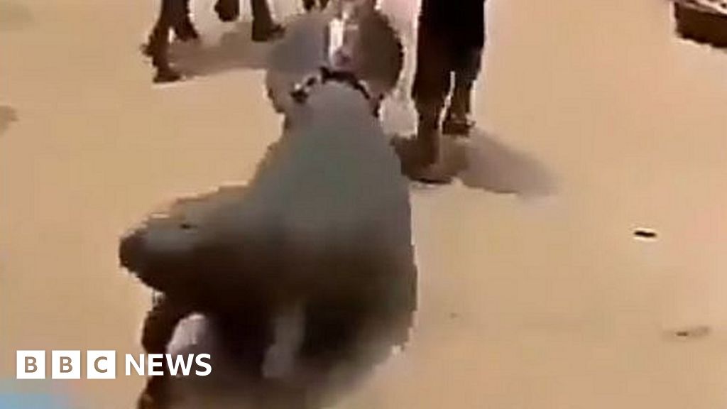 Nigeria: Video of manatee dragged along road sparks outrage
