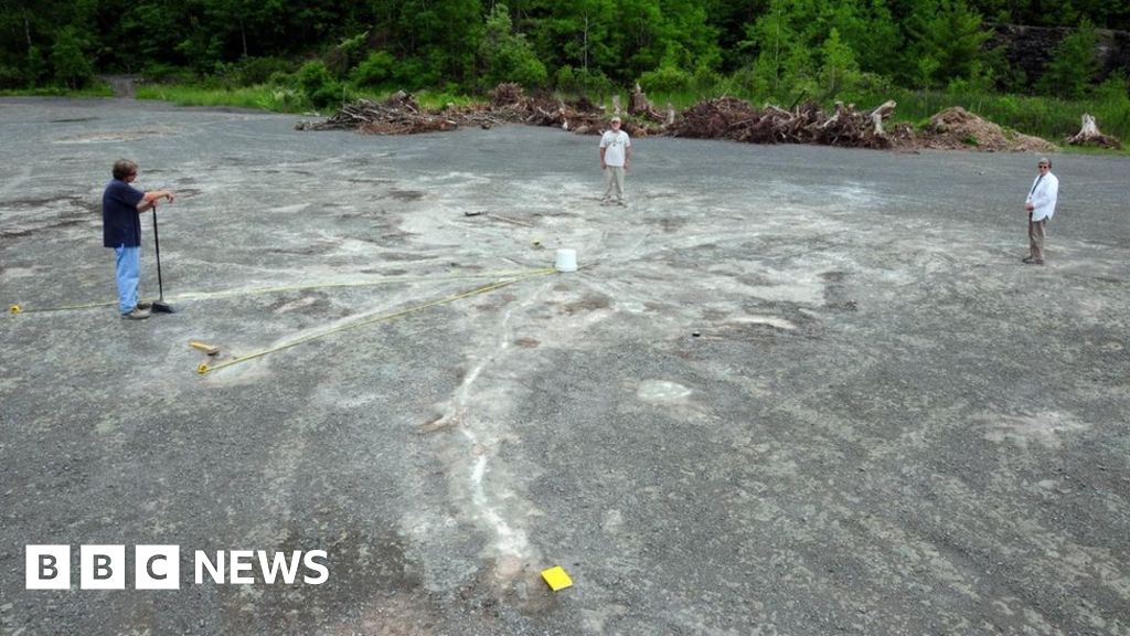 World's oldest fossil trees uncovered in New York