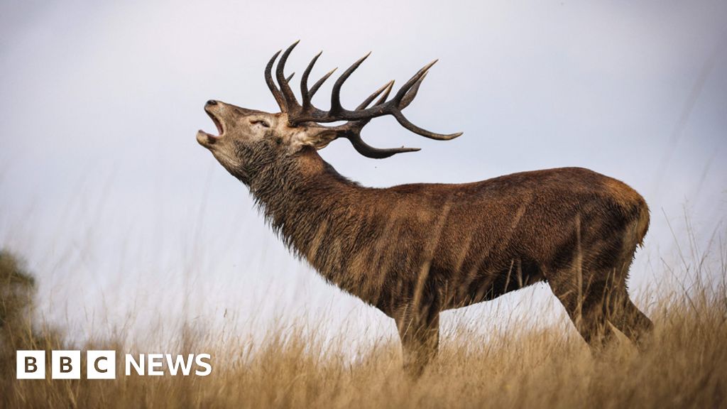 Climate change: Seasonal shifts causing 'chaos' for UK nature