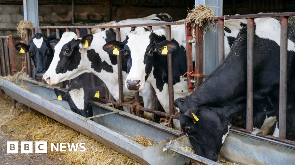 Bluetongue: Restrictions after virus found in cattle on Kent farms