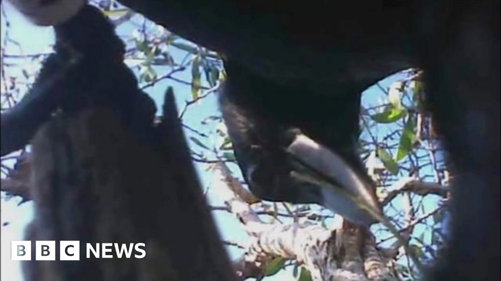 Crows shoot selfie videos for science BBC News