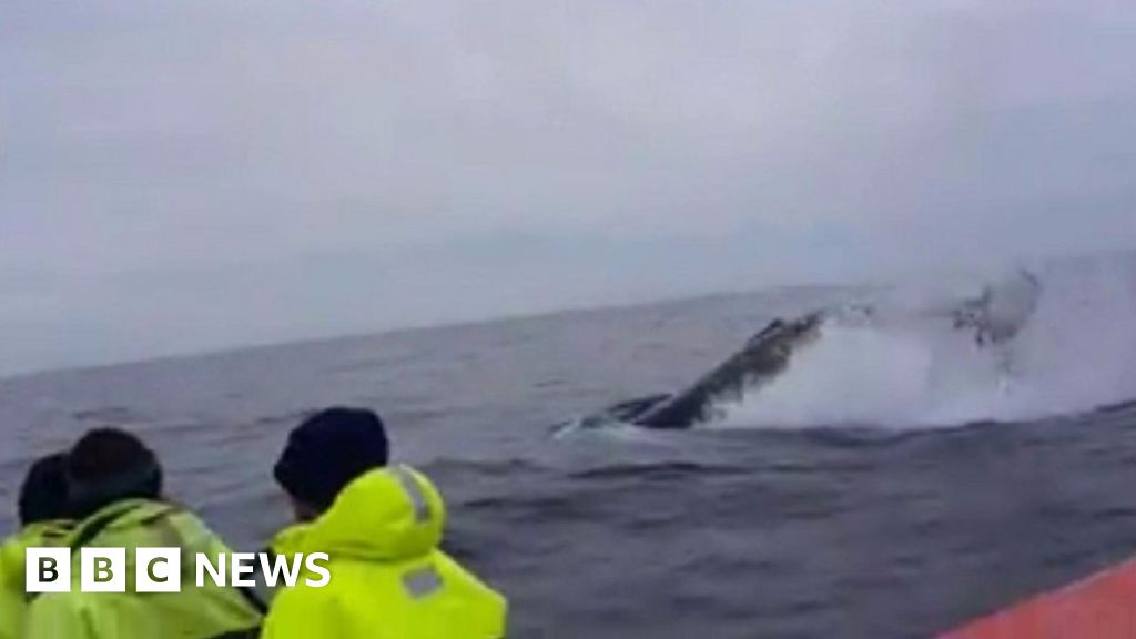 Humpback Whale Surprises Whale Watchers Near Lewis - BBC News