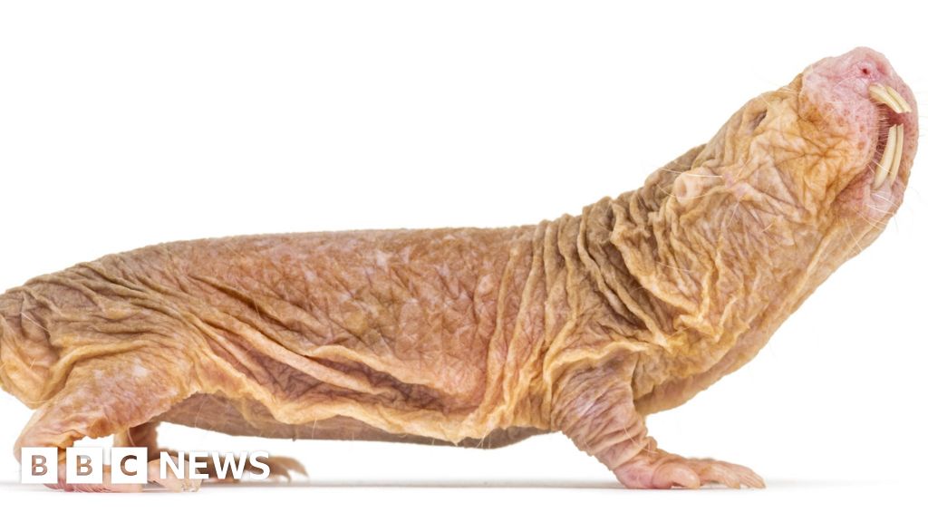 Mutations across species reveal clues to ageing