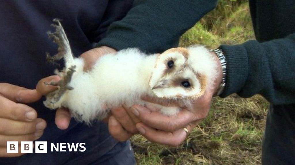 Nature Charity Urges Public To Listen For Snoring Owls Bbc News