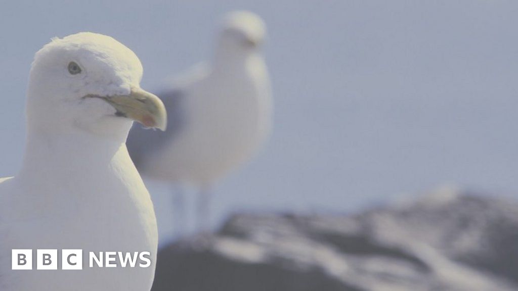 Birds Sharp decline in Wales' gull population survey BBC News